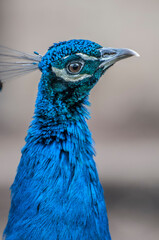 blue peacock head, peacock close up