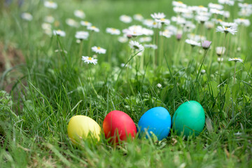 Fototapeta na wymiar Easter hunt - red, yellow, green, blue eggs in a row in a lawn with daisies