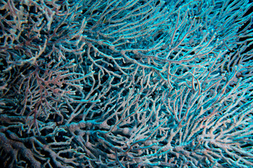 Blue coral close up Seychelles Indian ocean