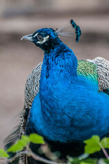 Obraz premium blue peacock head, peacock close up