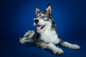 Beautiful mix-breed bi-eyed husky dog against blue background. 