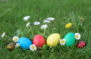 Easter hunt - red, yellow, green, blue eggs in a lawn with daisies and colored quail eggs