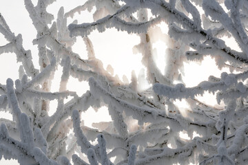 Sun and tree branches covered with snow and hoarfrost