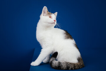 Beautiful blind cat posing against blue background. 