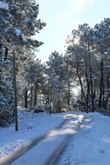 Route de forêt sous neige