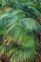 rainforest jungle palms
