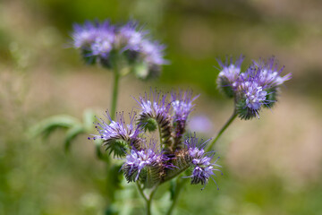 Phacelia flowers close-up. Natural fertilizer, honey flower
