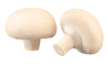 White champignons very close up on a white isolated background.