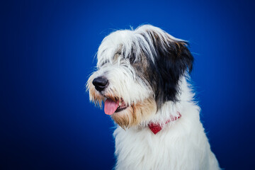 Romanian Mioritic shepherd puppy posing against blue background. 