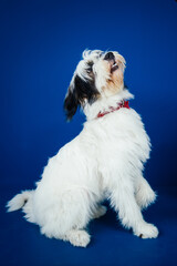 Romanian Mioritic shepherd puppy posing against blue background. 