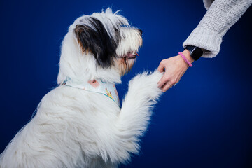 Romanian Mioritic shepherd puppy posing against blue background. 