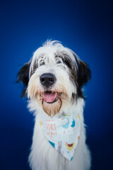 Romanian Mioritic shepherd puppy posing against blue background. 