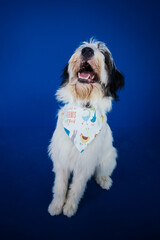 Romanian Mioritic shepherd puppy posing against blue background. 