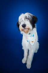 Romanian Mioritic shepherd puppy posing against blue background. 