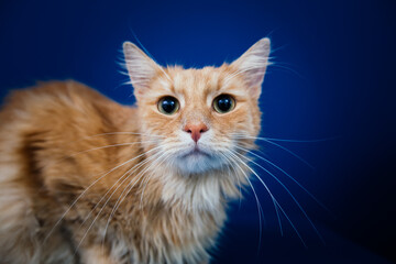 Beautiful orange longhaired cat posing against blue background. 
