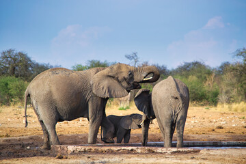 Naklejka na ściany i meble Elephant family taking care of young calf at waterhole in Etosha, Namibia