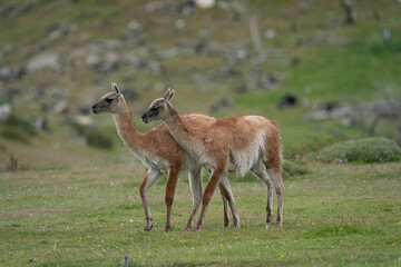 The guanaco (Lama guanicoe)