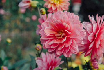 Beautiful pink dahlia flowers in full bloom in the garden, close up. Natural floral background.