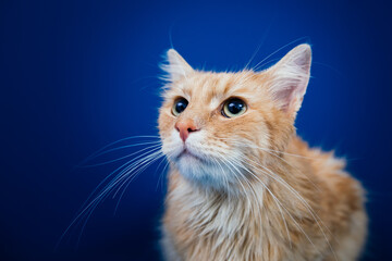 Beautiful orange longhaired cat posing against blue background. 