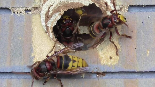 Hornisse ventiliert Frischluft am Nesteingang