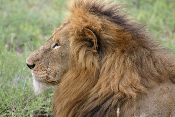 portrait of a lion