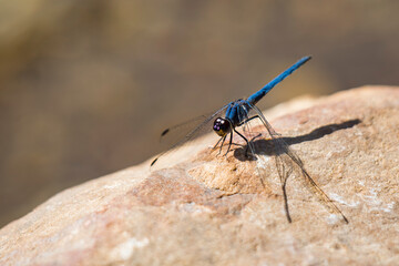 Navy Dropwing (Trithemis furva) blue dragonfly perched on a rock by a stream