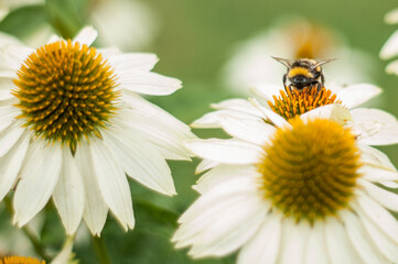 Makros aus Landschaft und Garten