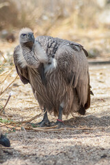 vulture on the ground stares menacingly at its prey
