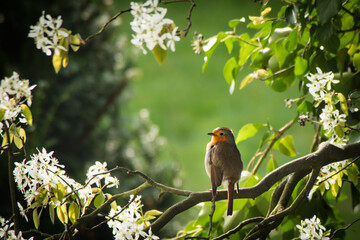 Vögel in der Natur