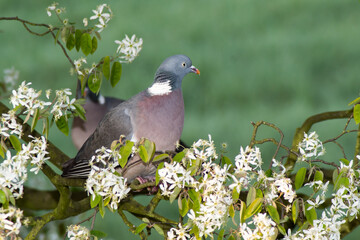 Vögel in der Natur