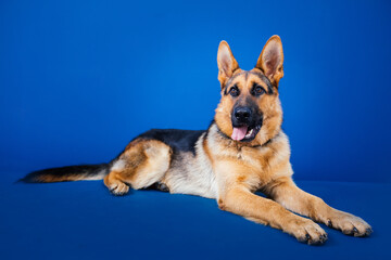 Beautiful German shepherd dog against blue background. 
