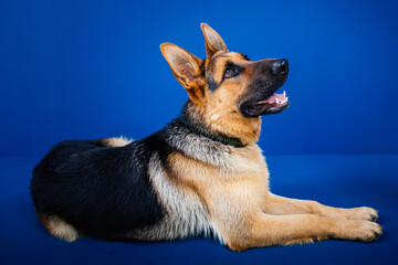Beautiful German shepherd dog against blue background. 