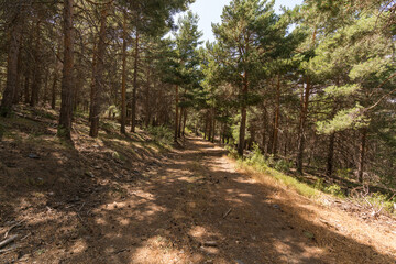 Naklejka na ściany i meble pine forest in Sierra Nevada in southern Spain