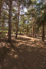 pine forest in Sierra Nevada in southern Spain