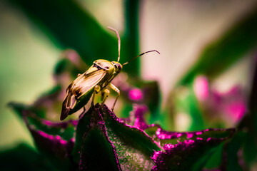 Garten und Landschaft