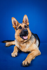 Beautiful German shepherd dog against blue background. 