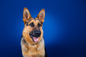 Beautiful German shepherd dog against blue background. 