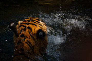 tiger wildlife mammal predator, wild carnivore animal, bengal tiger showing in zoo