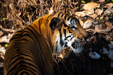 tiger wildlife mammal predator, wild carnivore animal, bengal tiger showing in zoo