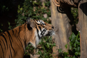 tiger wildlife mammal predator, wild carnivore animal, bengal tiger showing in zoo