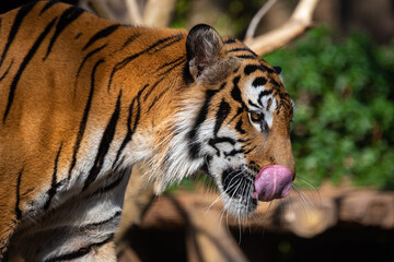 tiger wildlife mammal predator, wild carnivore animal, bengal tiger showing in zoo