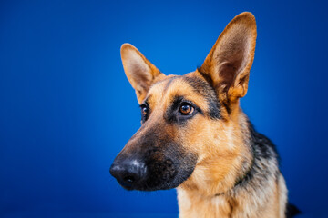 Beautiful German shepherd dog against blue background. 