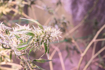 Cannabis plants growing at indoor cannabis farms use LED light, clay pellets, and a deep water culture system. The texture of marijuana leaves. Concept of cannabis plantation for medical