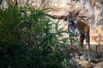 Fototapeta na wymiar tiger wildlife mammal predator, wild carnivore animal, bengal tiger showing in zoo