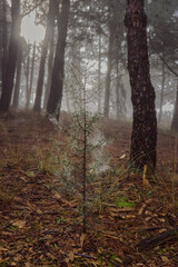 autumn in the forest