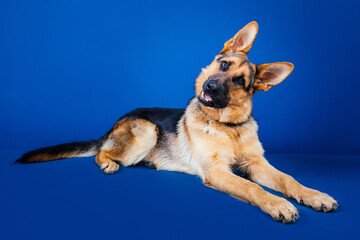 Fototapete bei efototapeten.de bestellen   