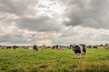 Black-and-white cows in a meadow in a Dutch polder. It is a cloudy day in the summer season. The photo was taken near the village of Noordeloos in the Alblasserwaard region, province of South Holland.