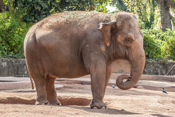 elephant wanders sad in his zoo cage