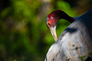 Eastern Sarus Crane (Antigone antigone sharpii), wild bird in wildlife nature field