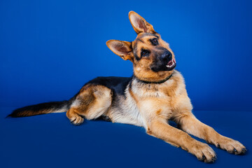 Fototapete bei efototapeten.de bestellen   